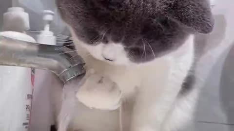 CUTE FUNNY CAT