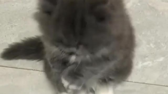 cute cat