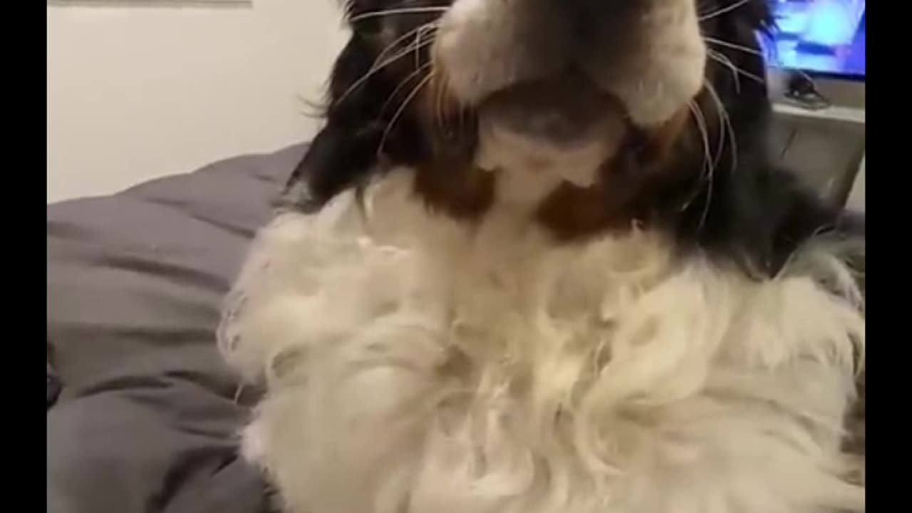Man funny videos with dog tartle