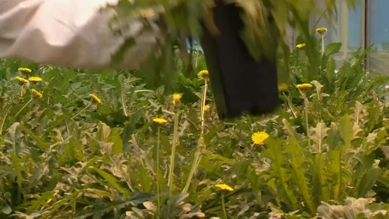 Flower power! Dandelions make car tires?