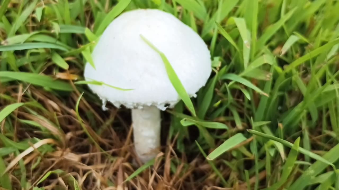 Mushroom