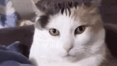 Cute Cat Gif