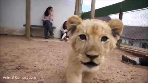 Lion masti