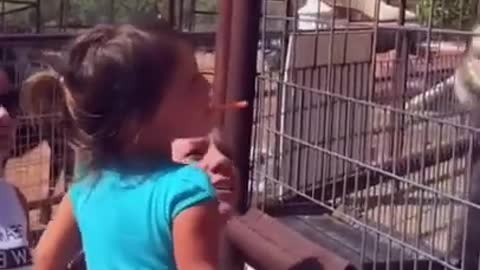 Funniest Baby at the Zoo 🐶😻 Funny Animals Reaction 😇 Try Not To Laugh 🤣 #shorts #01