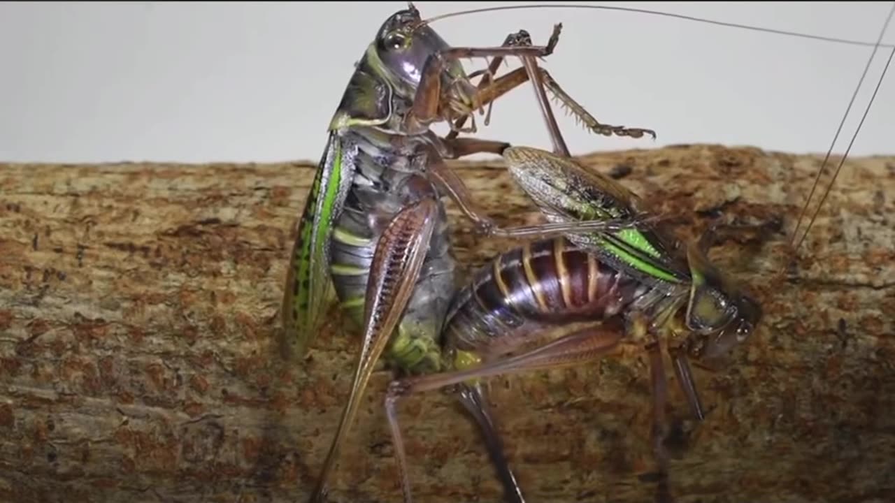 Grasshopper VS Grasshopper Fertilizing