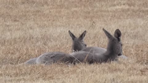 Kangaroos Melbourne Australia