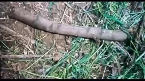 🤣🤣🤣 Sasquach Is Pissed