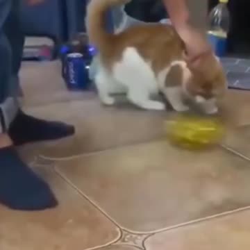 Animais fofos divertindo ..