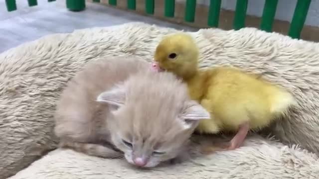 Kittens meet a duckling for the first time