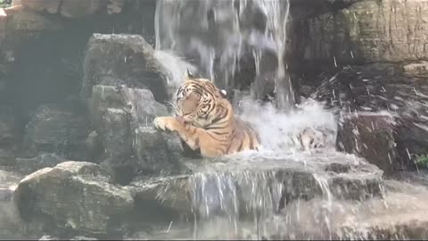 tigers