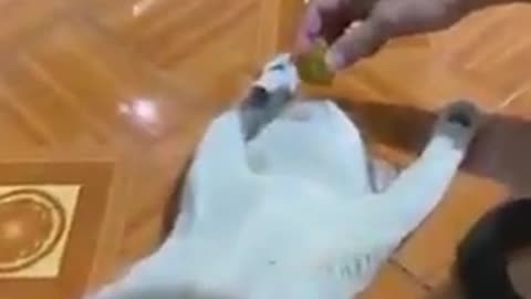 Cat Video Funny