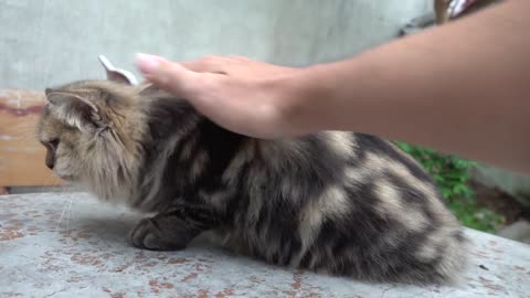 Bagaimana Reaksi Kucing Saat Melihat Orang Asing untuk Pertama Kalinya? | Kucing Viral