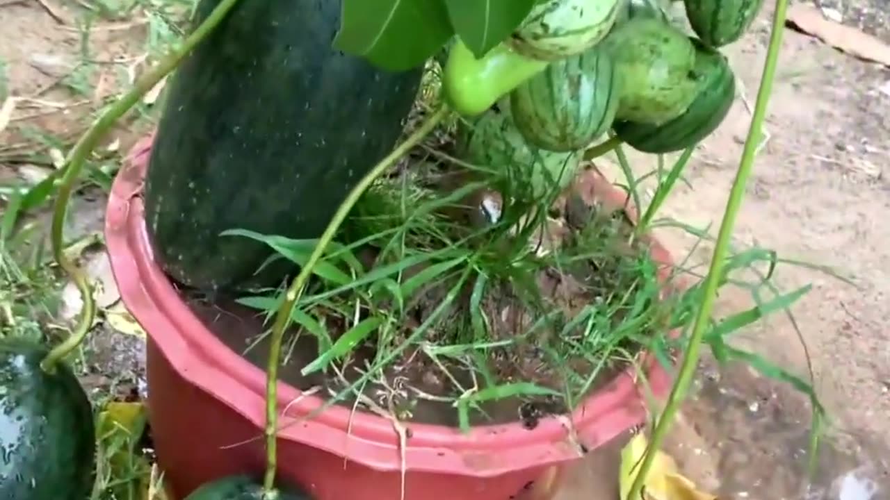 How to propagate mango tree with watermelon using eggs and bananas