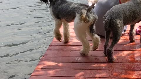 Poodle Gracefully Steps Right Off Dock