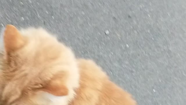 My cat, Goldie, greeting me after I return from work.