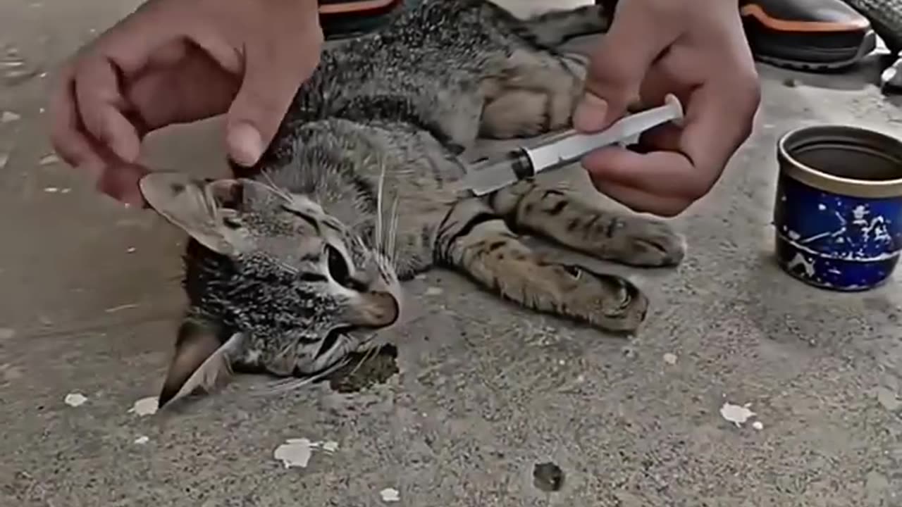 Cat a cute animal