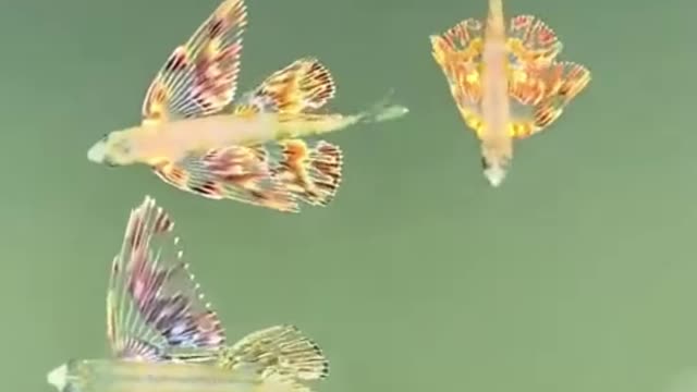 Baby Colorful Flying Fish