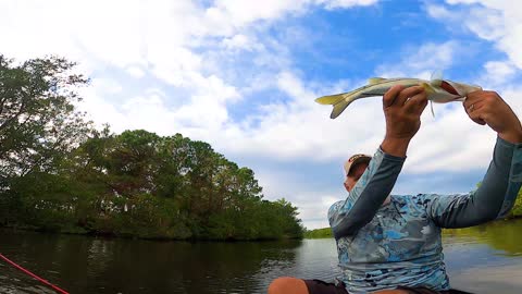 Two Casts, Two Nice Snook