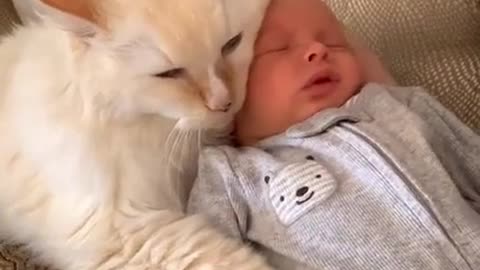 Cat loving baby video