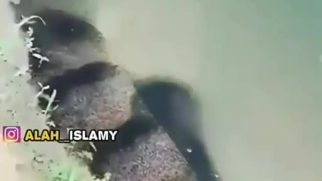 This is a beautiful and charming water-dwelling species