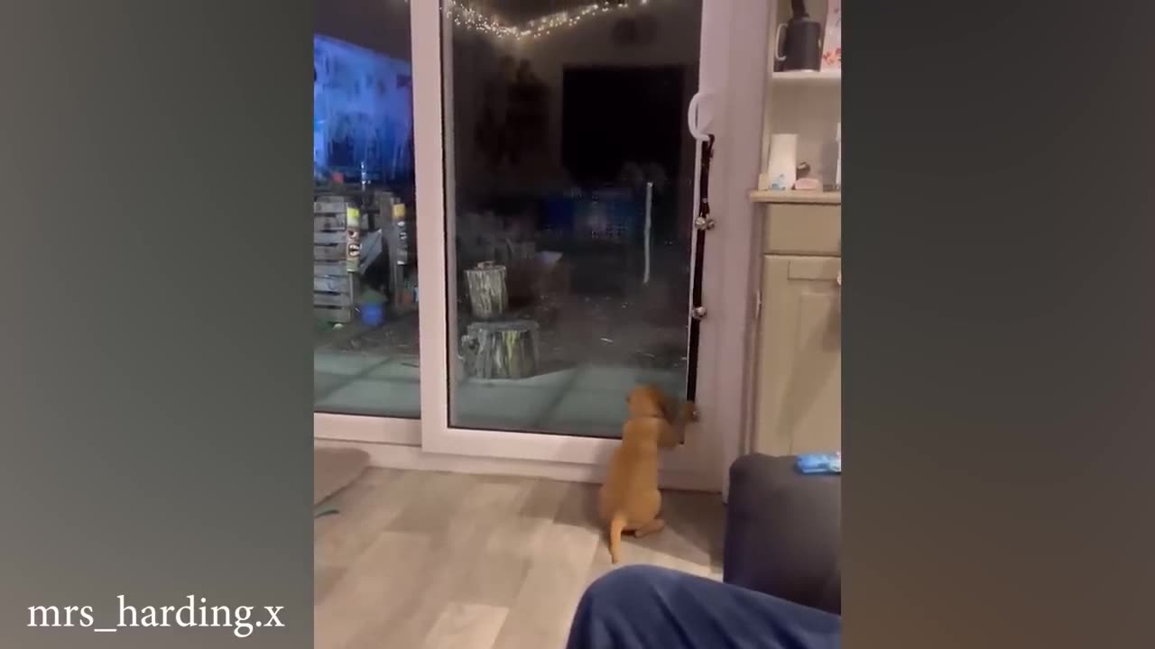 When you live with a Dog has 200 IQ 🐶
