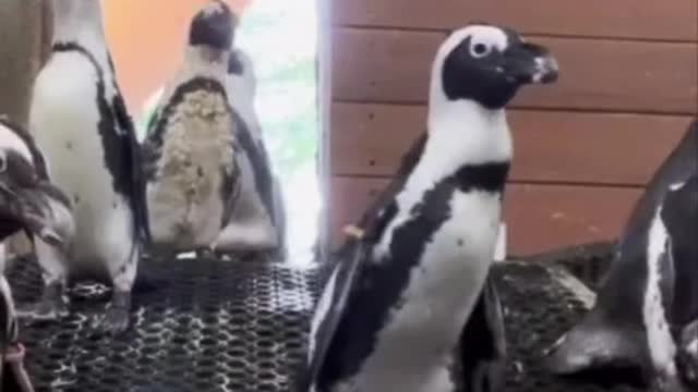 When the African penguins hear the dinner bell