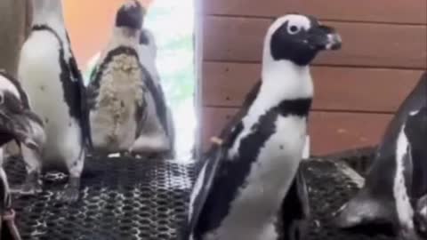 When the African penguins hear the dinner bell