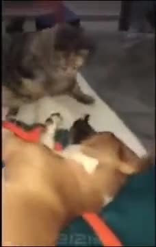 MEAN CAT SLAP DOG SOO MANY TIMES