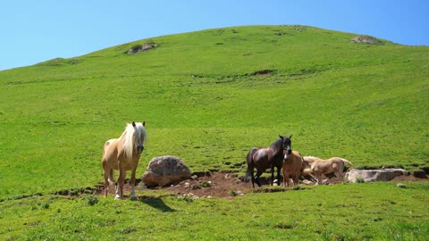 Horses- Of The- World 4K - Scenic Wildlife Film With Calming Music..