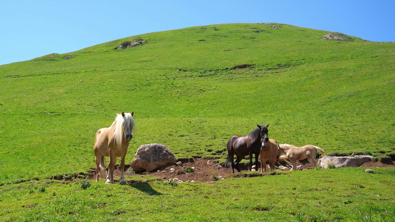 Horses- Of The- World 4K - Scenic Wildlife Film With Calming Music..