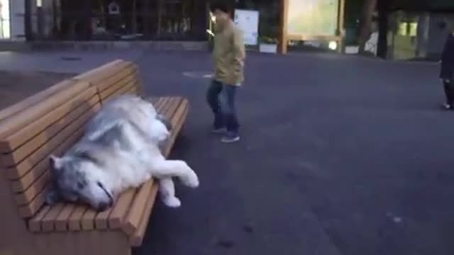 Realistic wolf suit