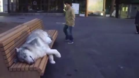 Realistic wolf suit