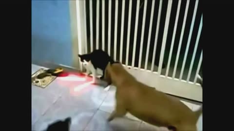 [EPIC] Cat vs Dog