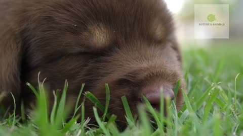 Cute Puppies Playing and Relaxing