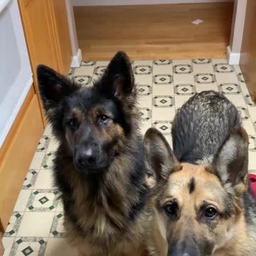 German Shepard loves salad!