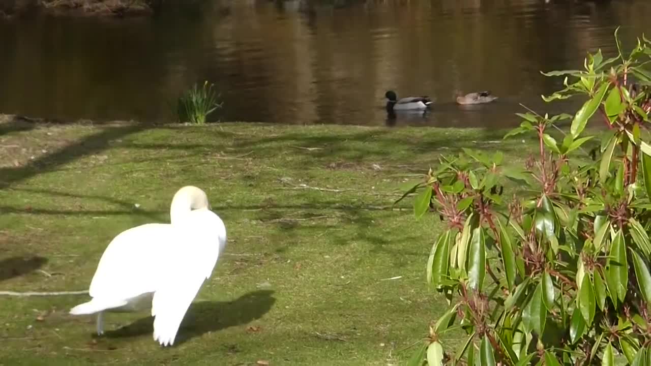 Extreme quarrel between swan and geese