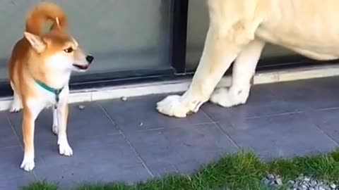 Funny video