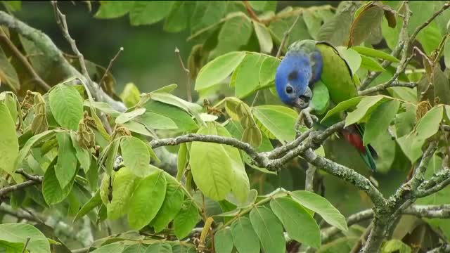 Colourful parrot 🐦