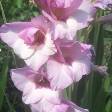 Purple gladiolus