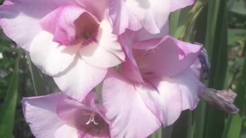 Purple gladiolus