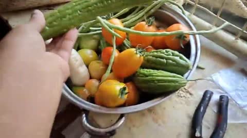 HARVESTING MORE MORE BIG BIG ORGANIC TOMATOE IN MY GARDEN