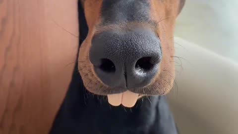This #Dog Has Bigger Teeth Now