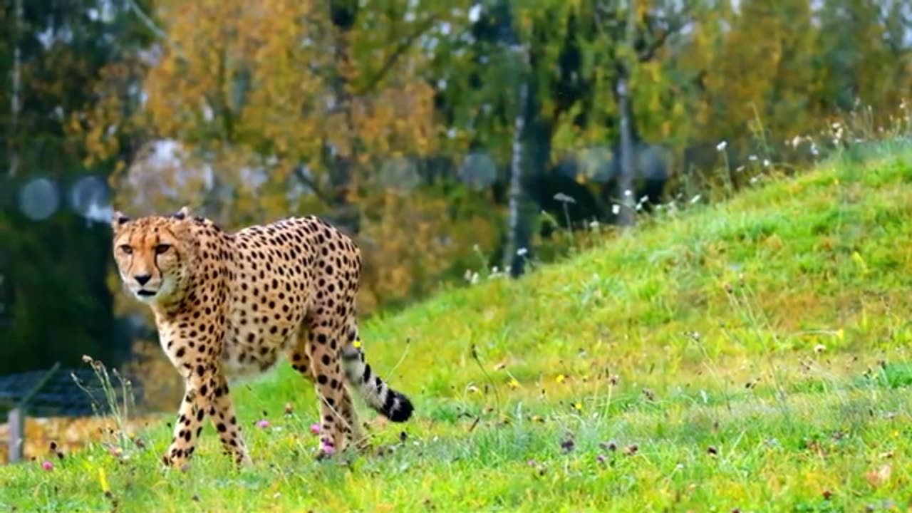 4k/2K Wild Animals with beautiful calm music ( No copyright )