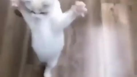 Cat training 2 leg walk