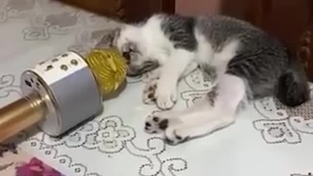 Funniest cats and dogs| funny animals videos #30