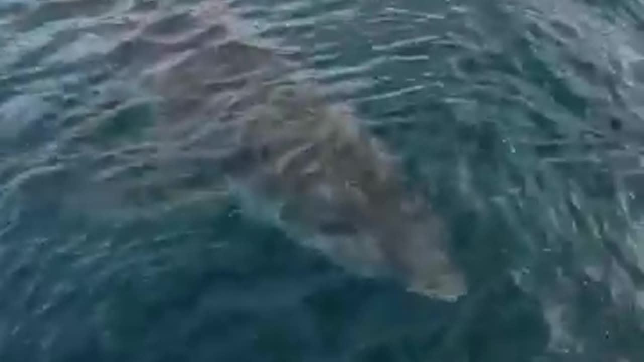 Oceans video