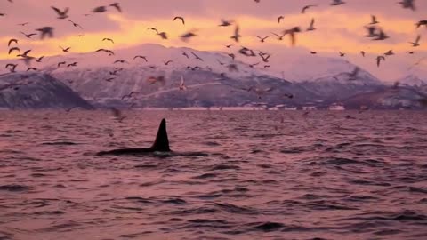 Drowning in the sunset sea