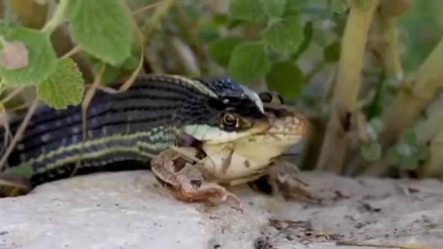 The snake eats a frog1