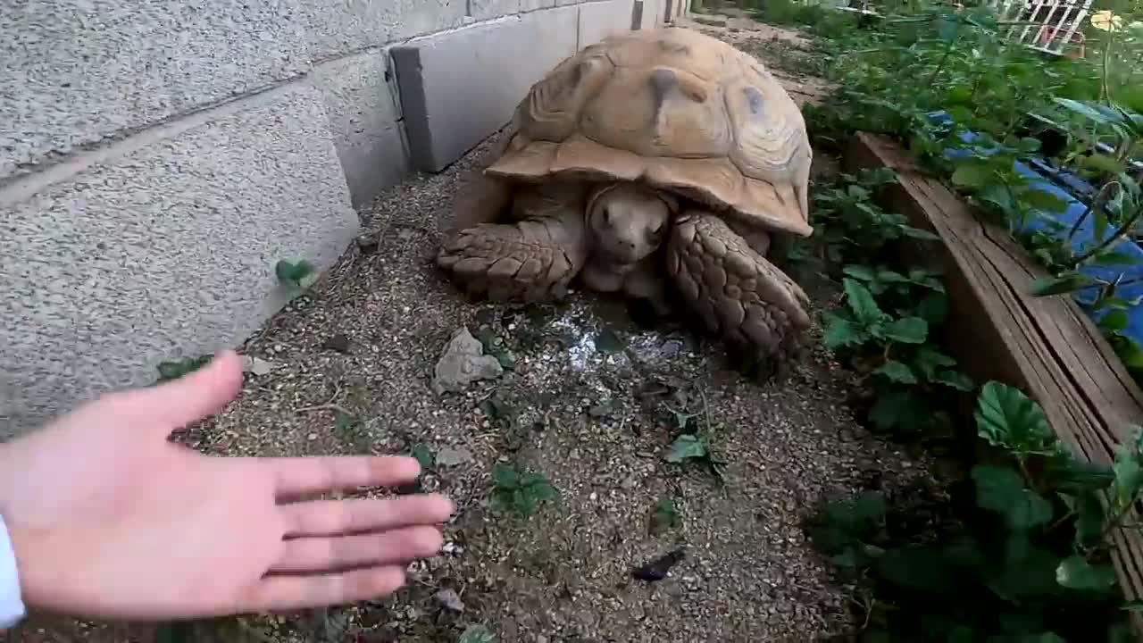 We Found a Baby Tortoise! - Morning Routine-6