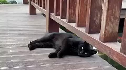 LOL_ Super Funny Cute Cats Videos Best Moments of Cats ......